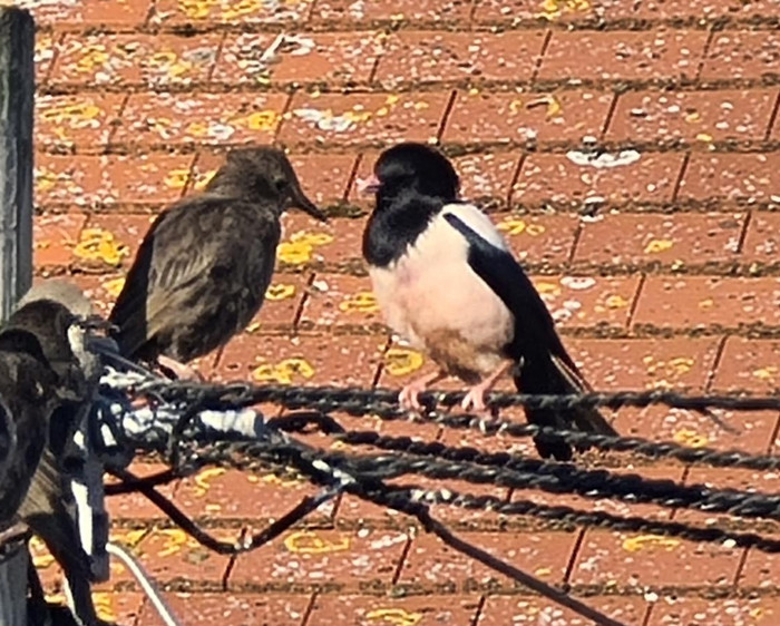 Rose-coloured Starling