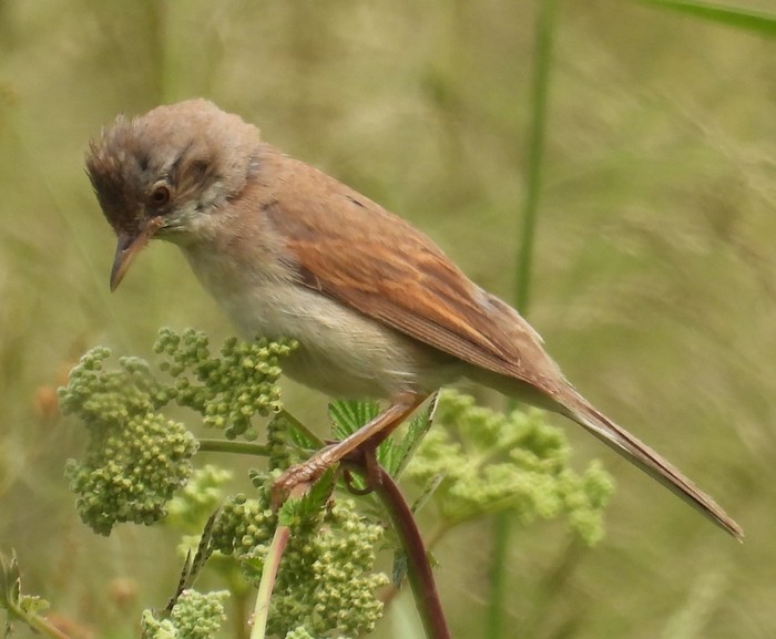 Whitethroat