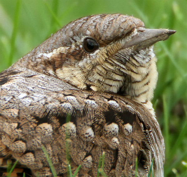 Wryneck