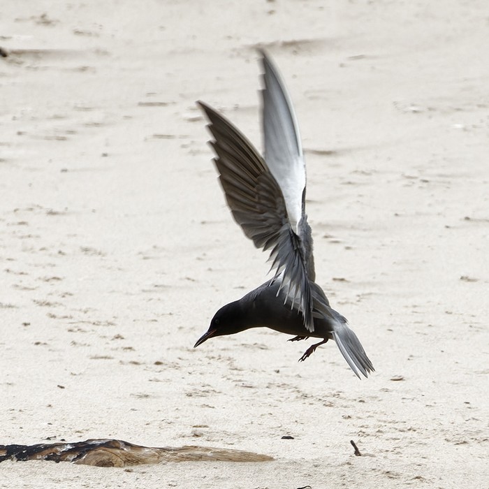 American Black Tern