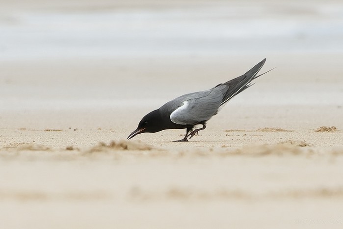 American Black Tern