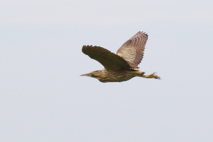 Bittern