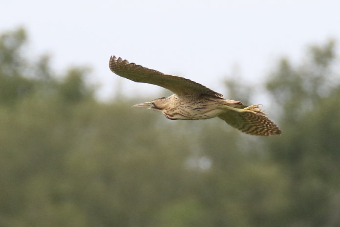 Bittern