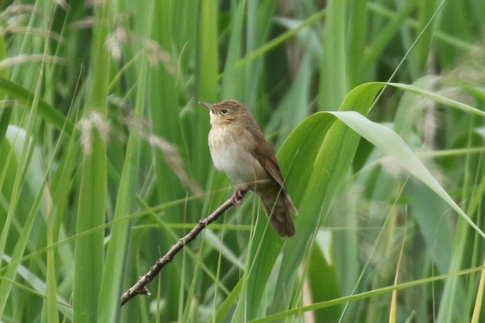 River Warbler