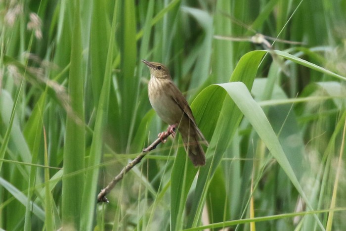 River Warbler