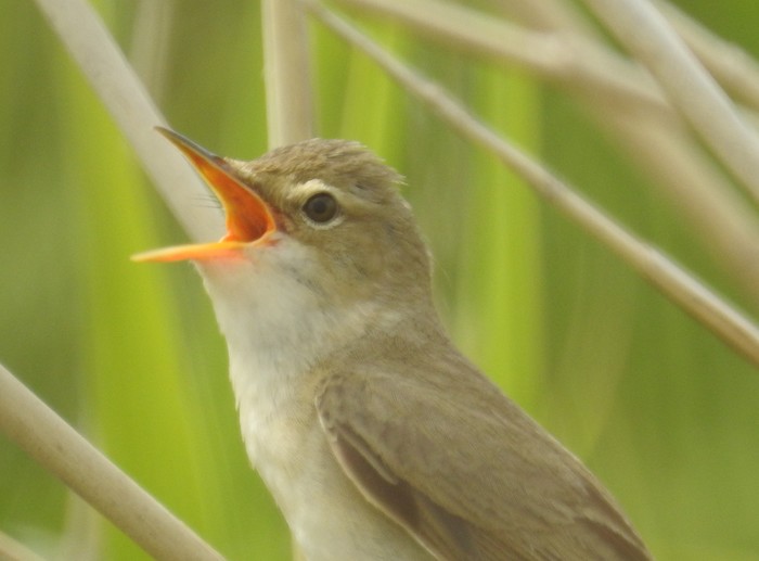 Marsh Warbler