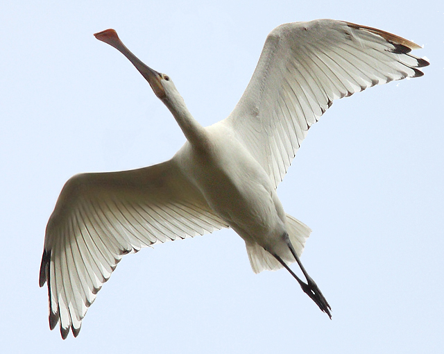 Spoonbill