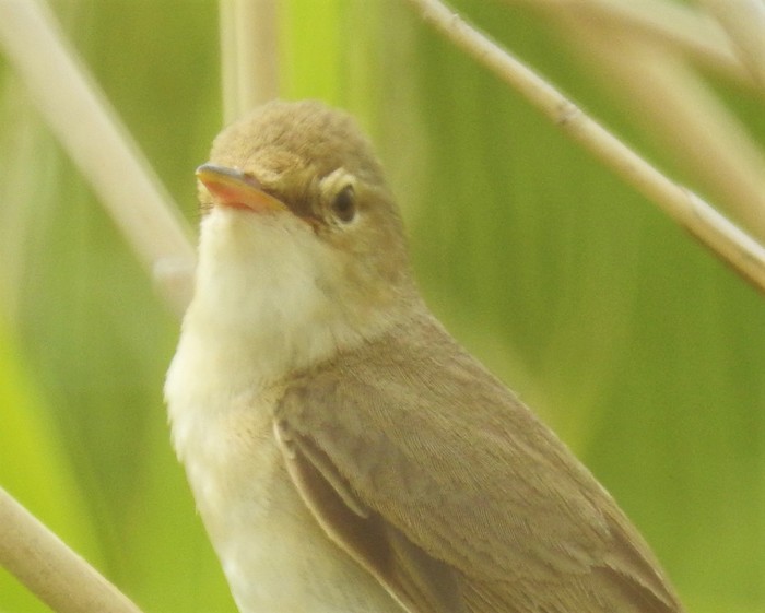 Marsh Warbler