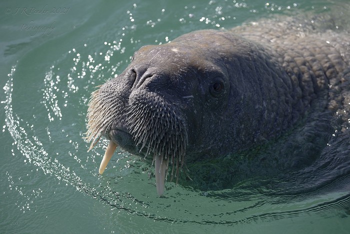 Walrus 