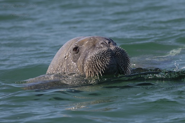 Walrus