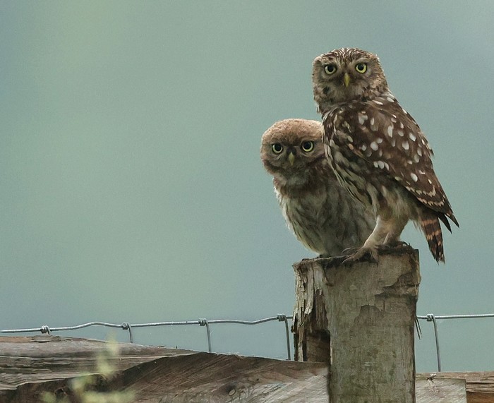 Little Owl
