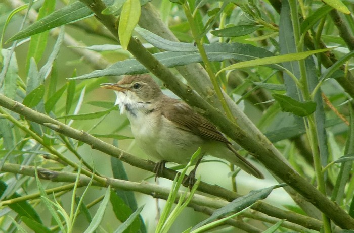 Blyth's Reed Warbler