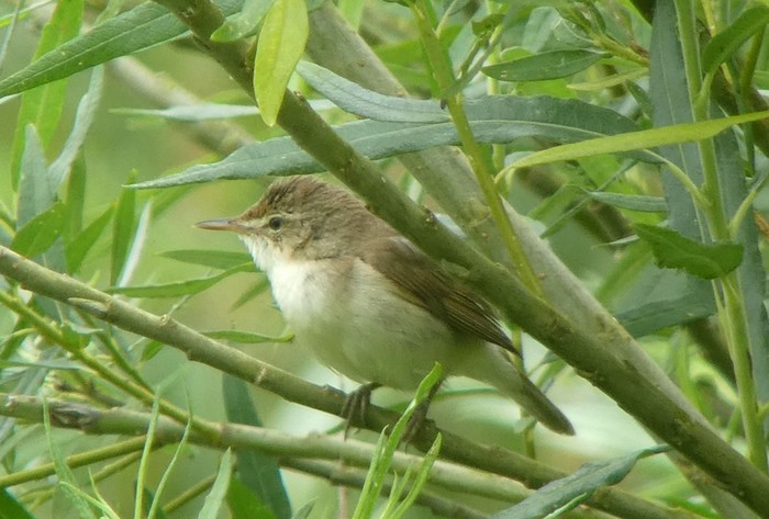 Blyth's Reed Warbler