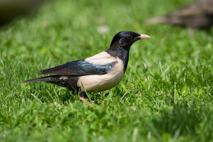 Rose-coloured Starling
