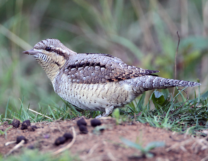 Wryneck