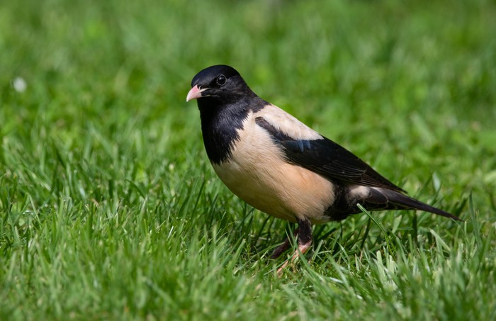 Rose-coloured Starling