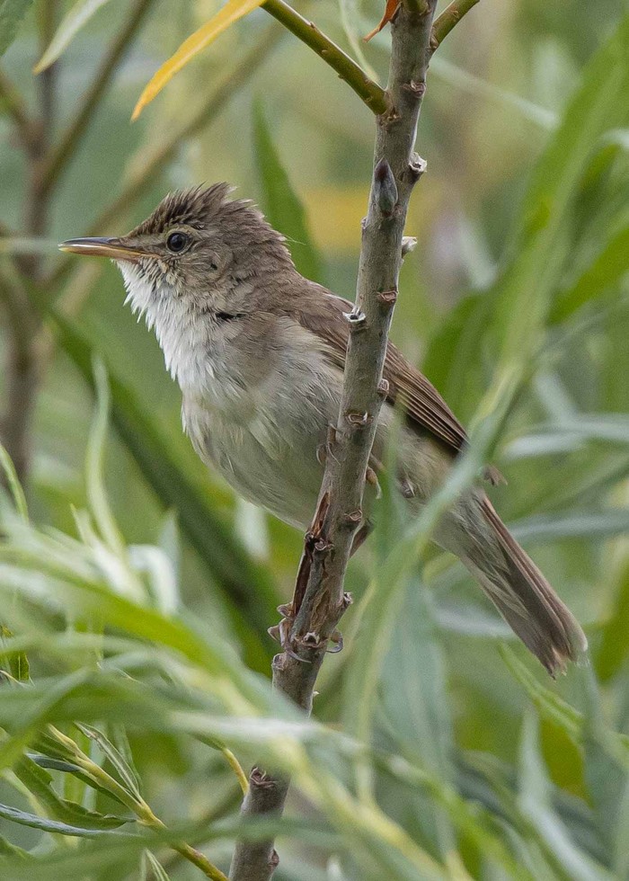 Blyth's Reed Warbler