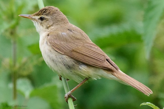 Blyth's Reed Warbler