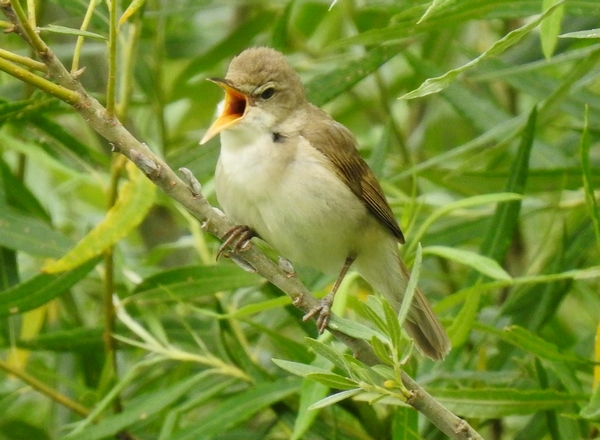 Blyth's Reed Warbler
