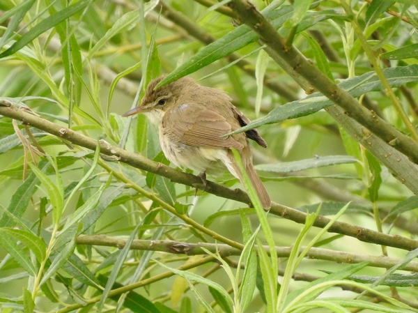 Blyth's Reed Warbler