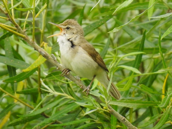 Blyth's Reed Warbler