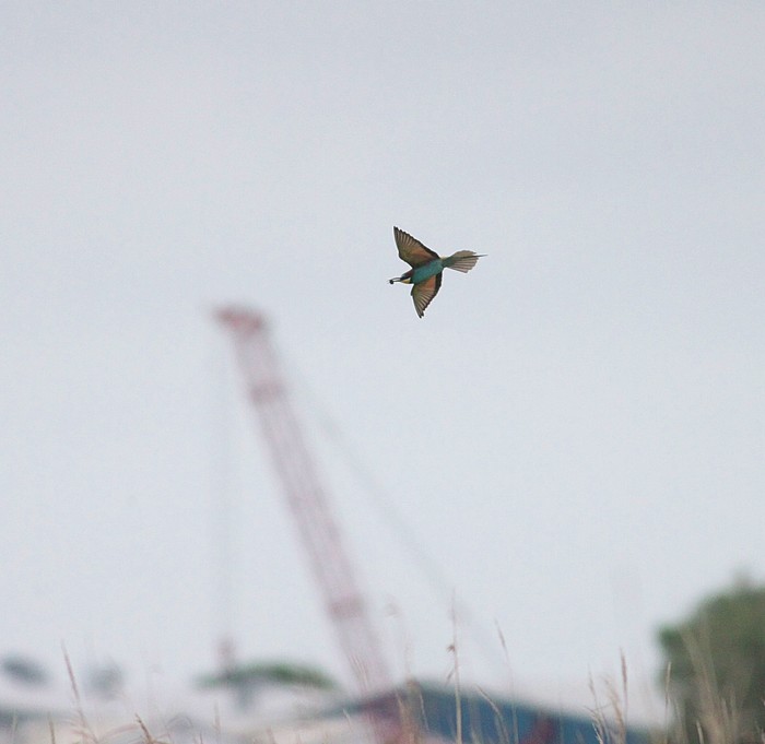 Bee-eater