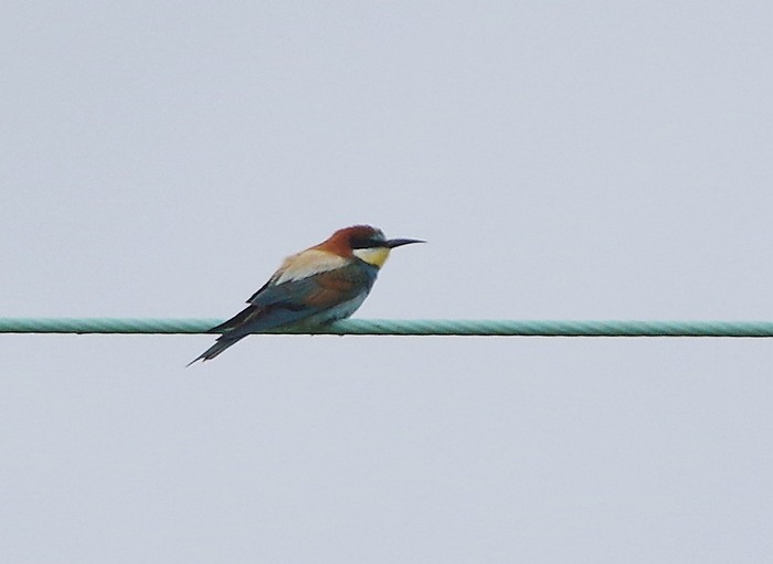 Bee-eater