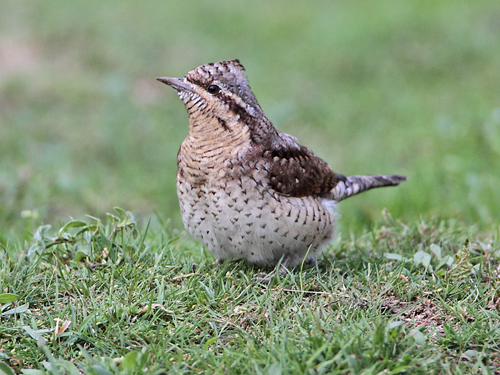 Wryneck