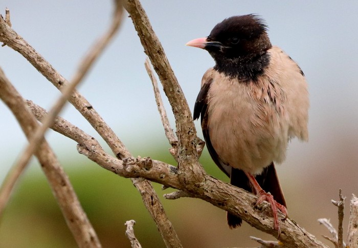 Rose-coloured Starling