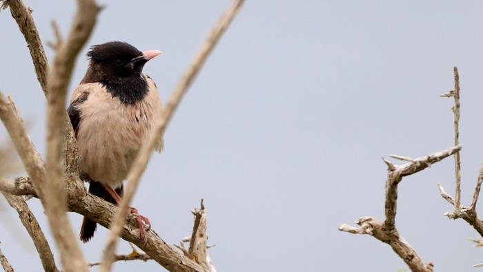 Rose-coloured Starling