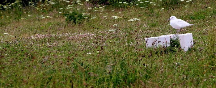 Iceland Gull