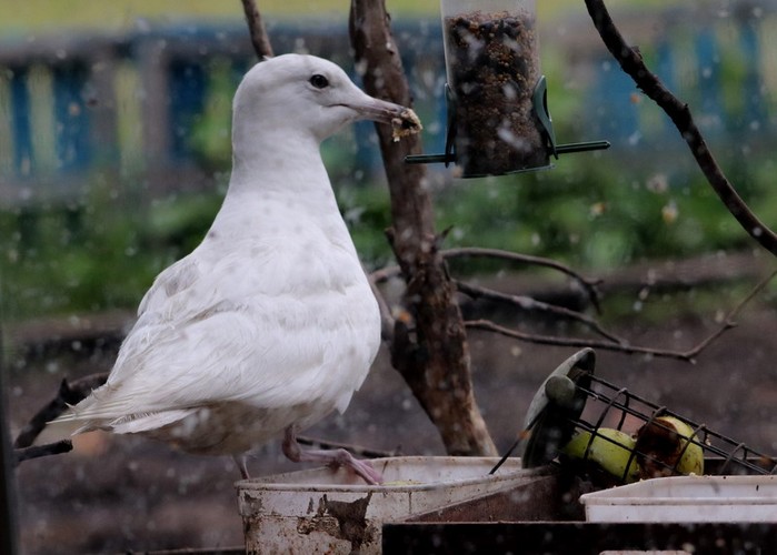 Iceland Gull