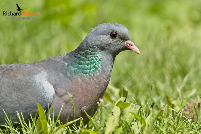 Stock Dove