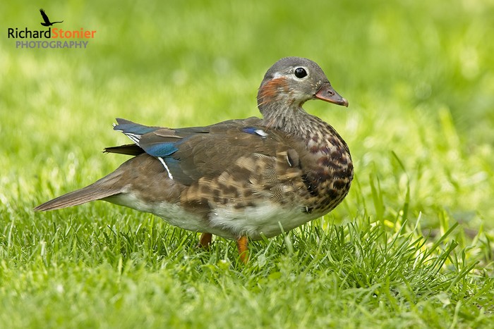 Mandarin