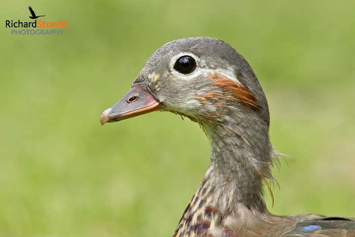 Mandarin