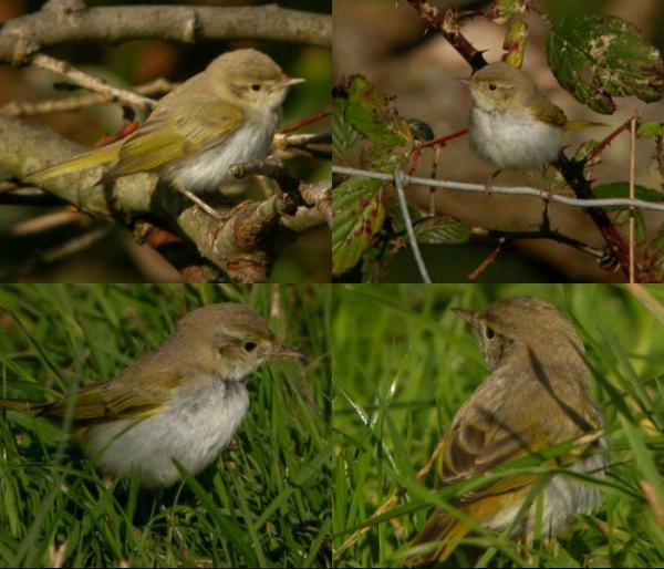 Western Bonelli's Warbler