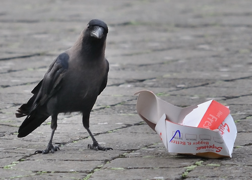 House Crow