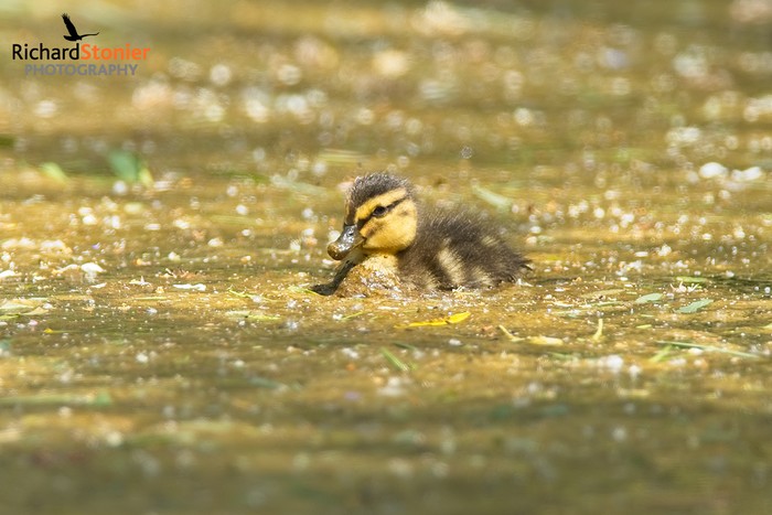Mallard