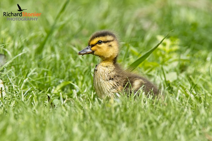Mallard