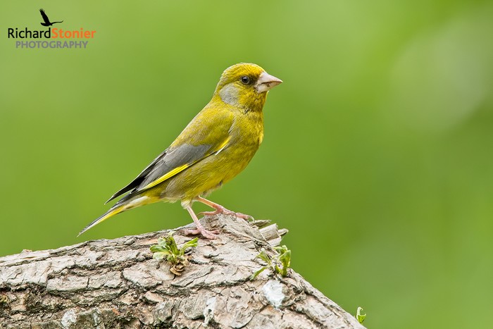 Greenfinch