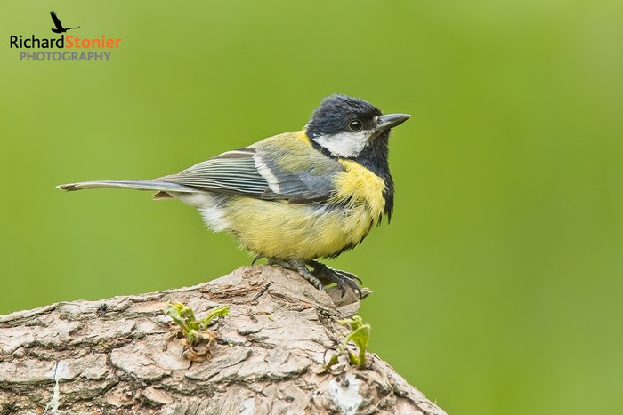 Great Tit