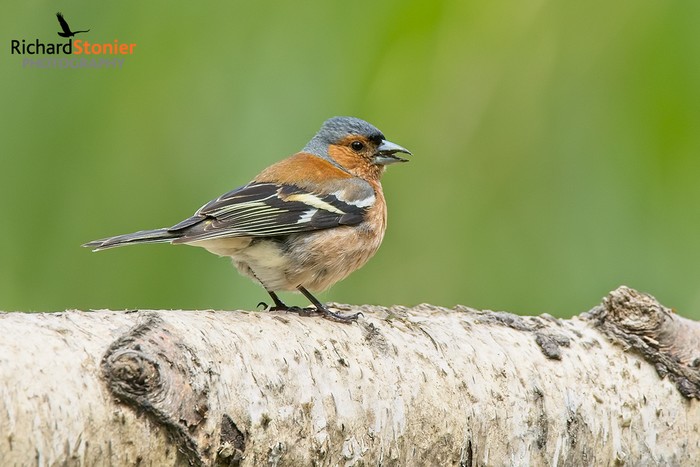 Chaffinch