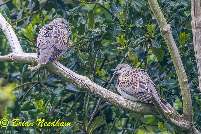 Turtle Dove