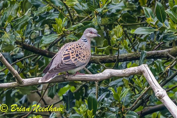 Turtle Dove