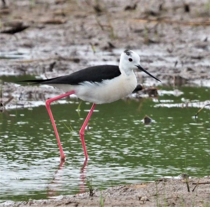 Black-winged Stilt