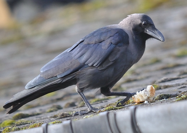 House Crow