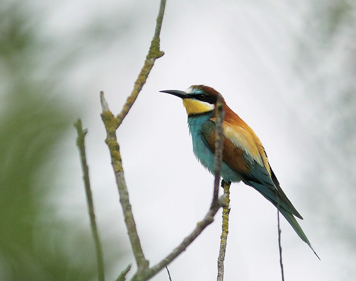 Bee-eater