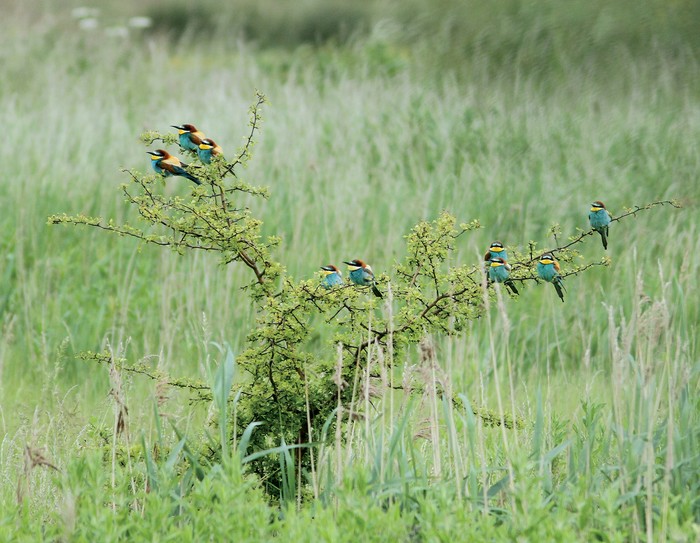 Bee-eater
