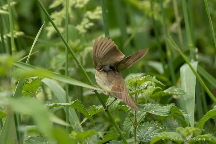 Blyth's Reed Warbler