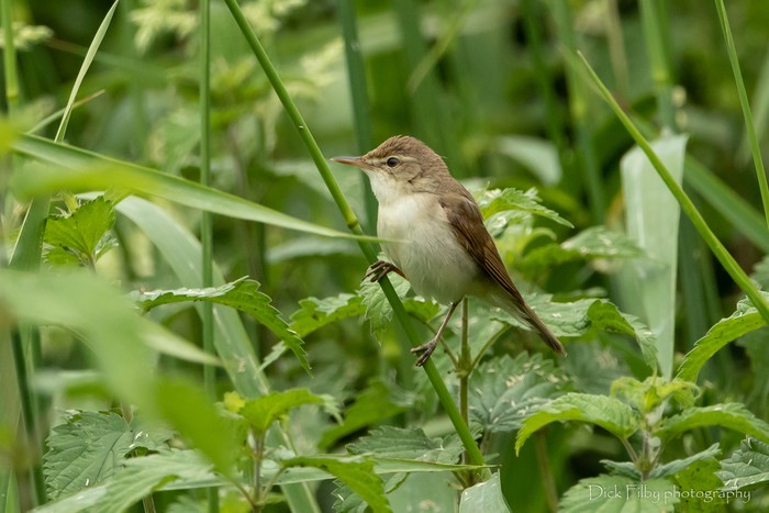 Blyth's Reed Warbler
